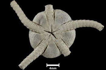 Media type: image;   Invertebrate Zoology OPH-619 Description: Bottom up view of single ophiuroid specimen with a scale bar.;  Aspect: ventral